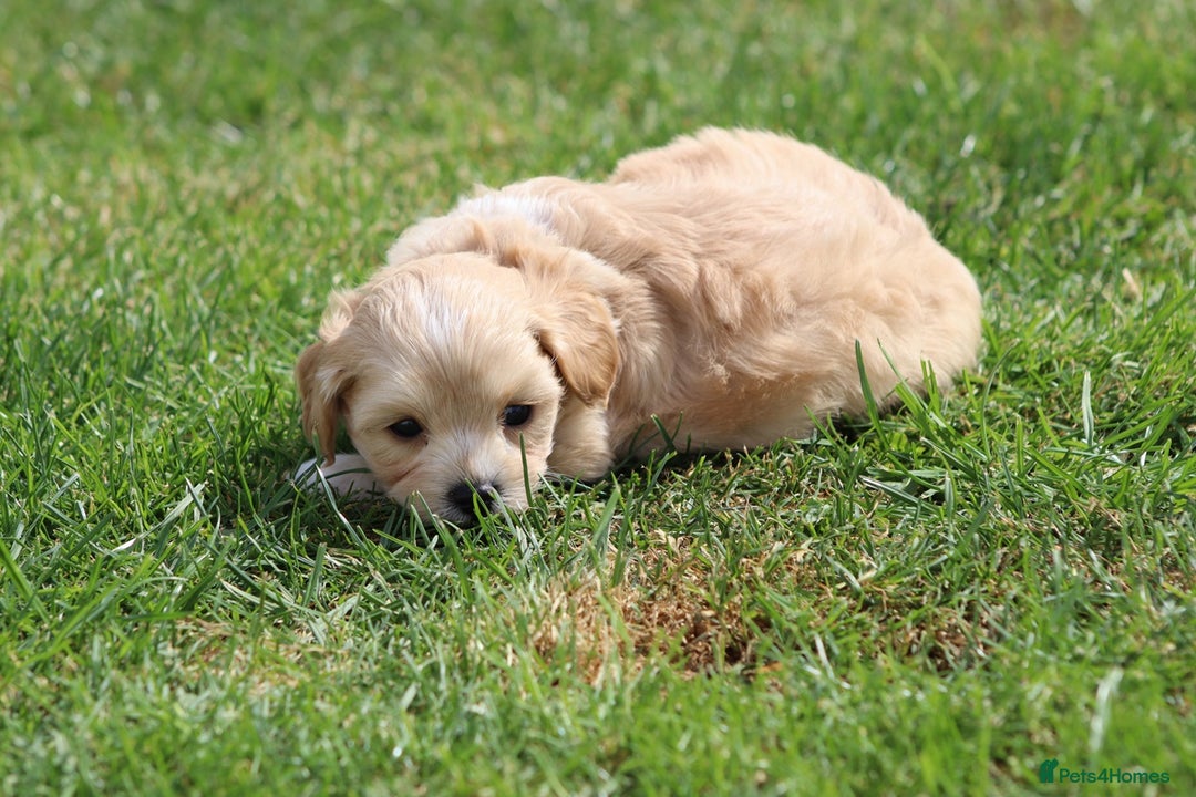 Cavapoochon dogs for sale: Beautiful Cavapoochon puppies for sale - Image 36