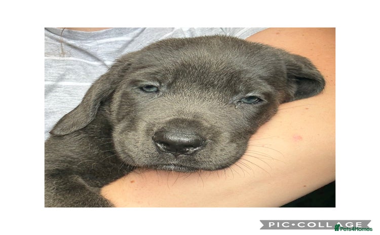 Cane Corso dogs - Advert 1