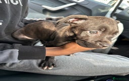 Mixed Breed dogs for sale: Cane corso x staff puppies  - Image 14