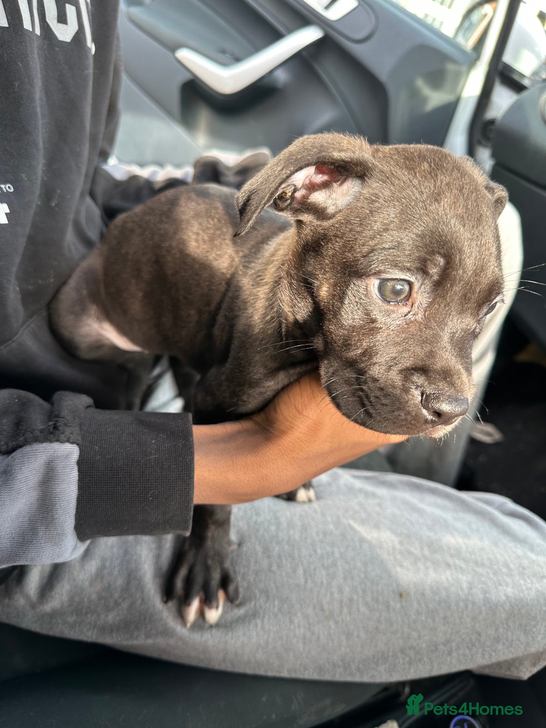 Mixed Breed dogs for sale: Cane corso x staff puppies  - Image 14