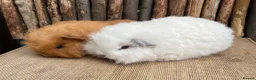 Guinea Pig rodents for sale: Baby Swiss teddies  - Advert 4