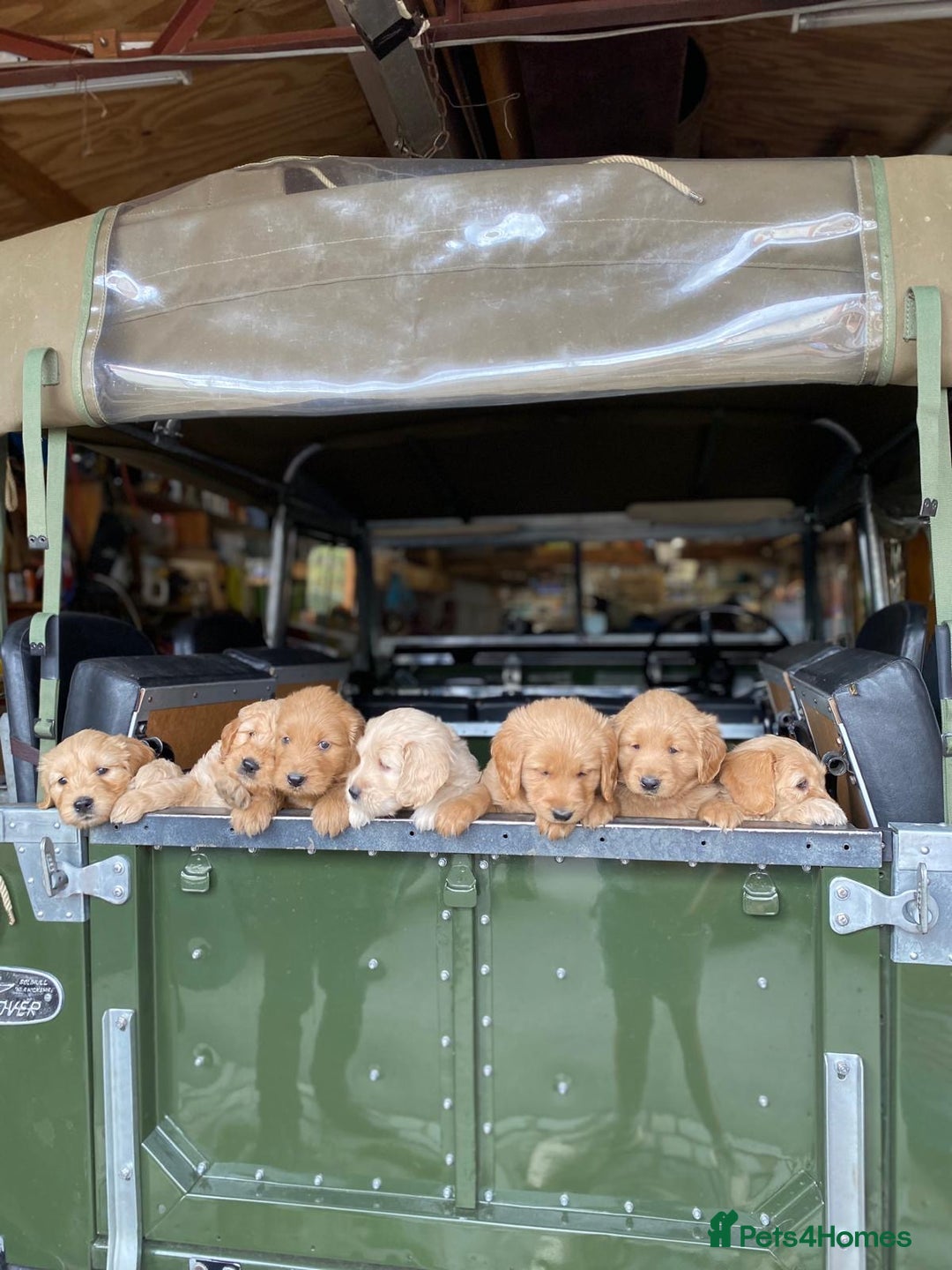 Goldendoodle dogs for sale: Golden doodle puppies ready 12th September  - Image 1