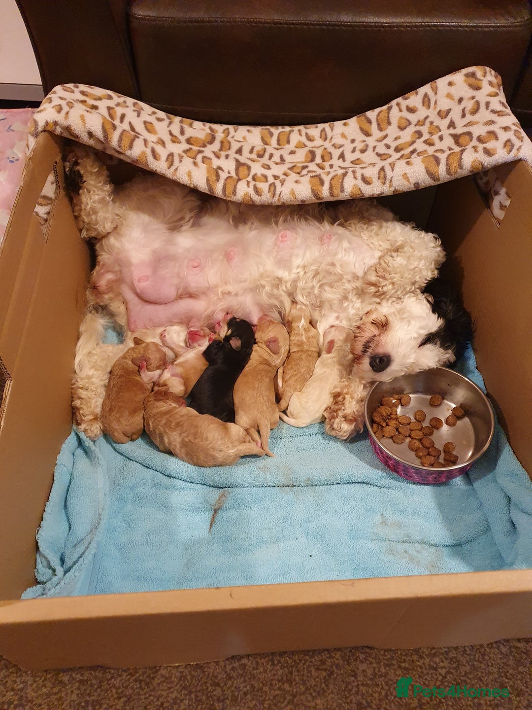 Cockapoo dogs for sale: Adorable cockerpoos under 1000 - Image 9