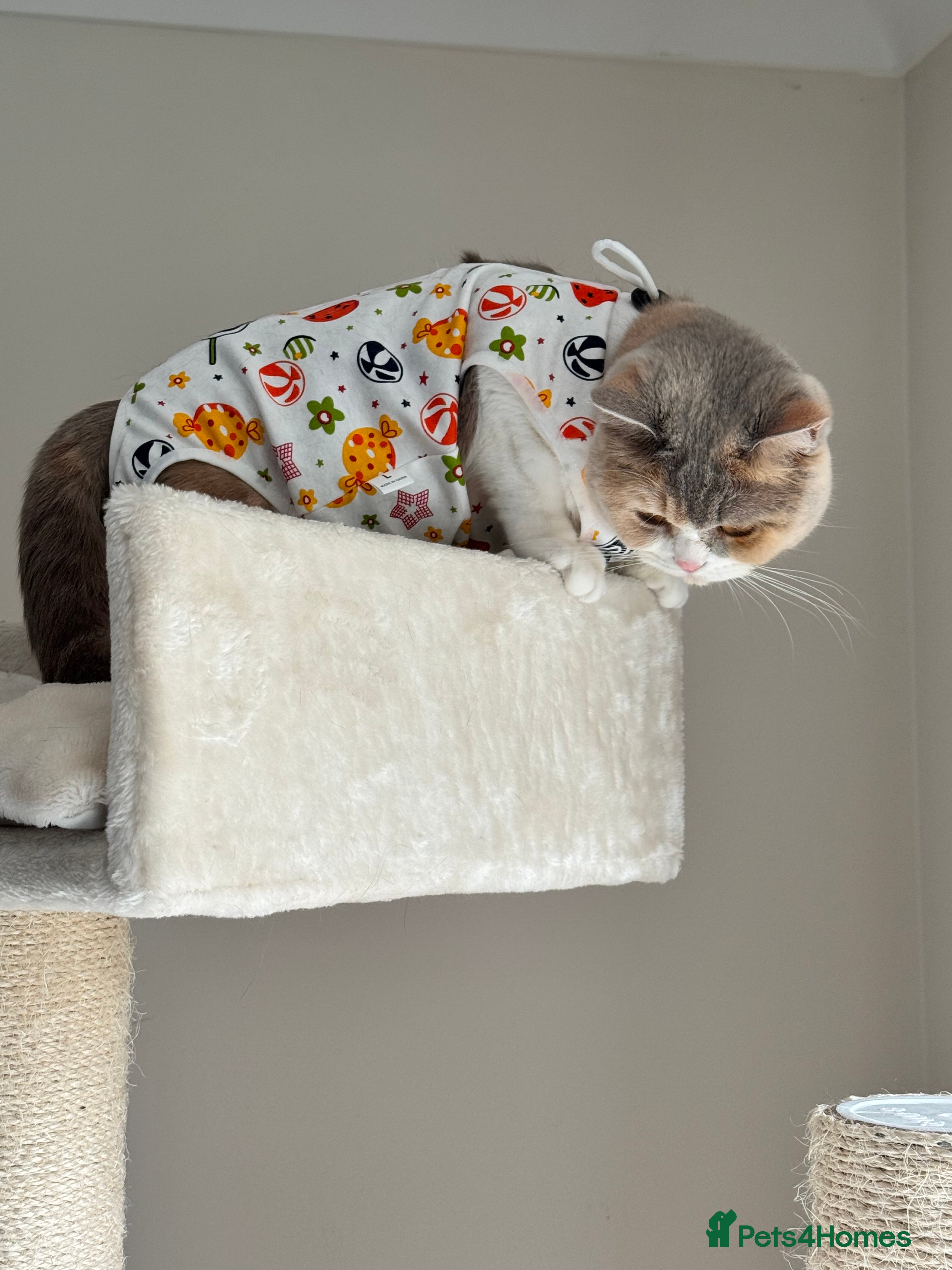 British Shorthair cats Pedigree BSH Girl Seeking Calm Loving Home - Advert 4