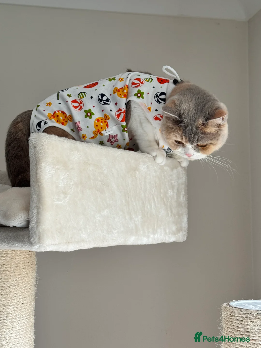 British Shorthair cats for sale: Pedigree BSH Girl Seeking Calm Loving Home - Advert 1