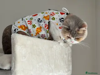 British Shorthair cats Pedigree BSH Girl Seeking Calm Loving Home - Advert 4