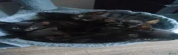 Domestic Shorthair cats for sale: Kittens for sale  in Belvedere - Advert 8
