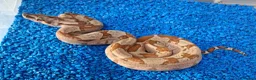 Boa Snake reptiles for sale: Baby Hypo Boa constrictor's  - Advert 4