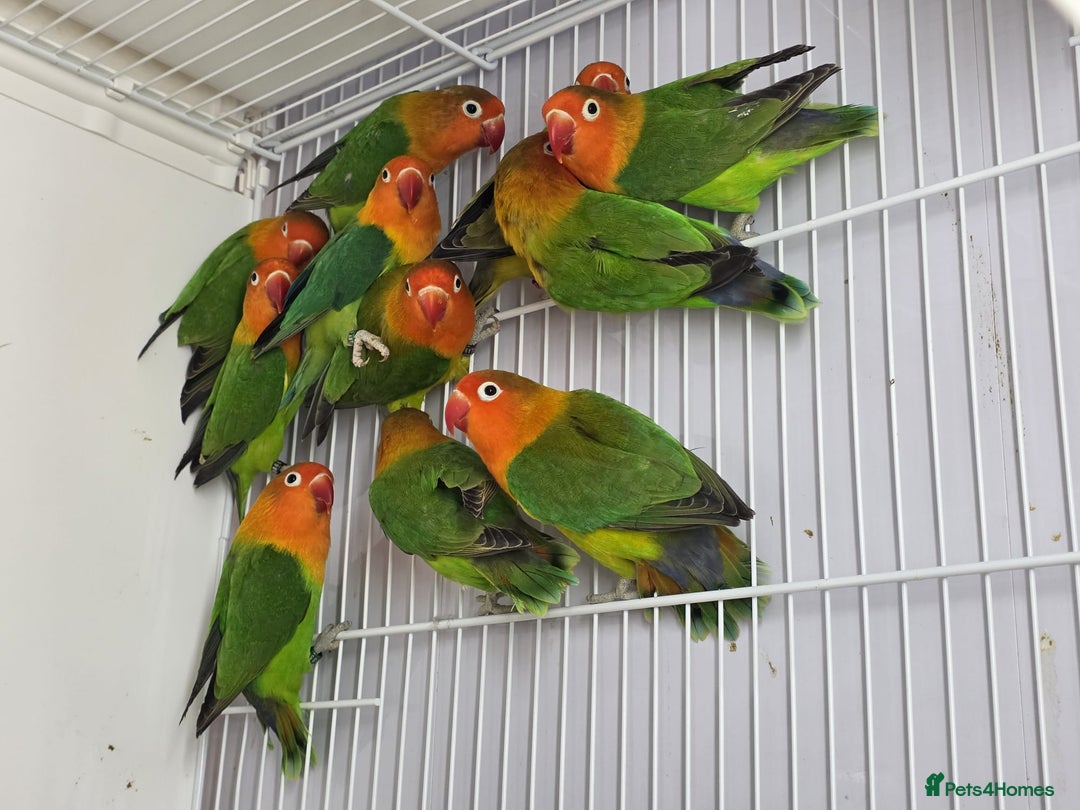 Lovebirds birds for sale: Colour Lovebirds for Sale - Advert 2