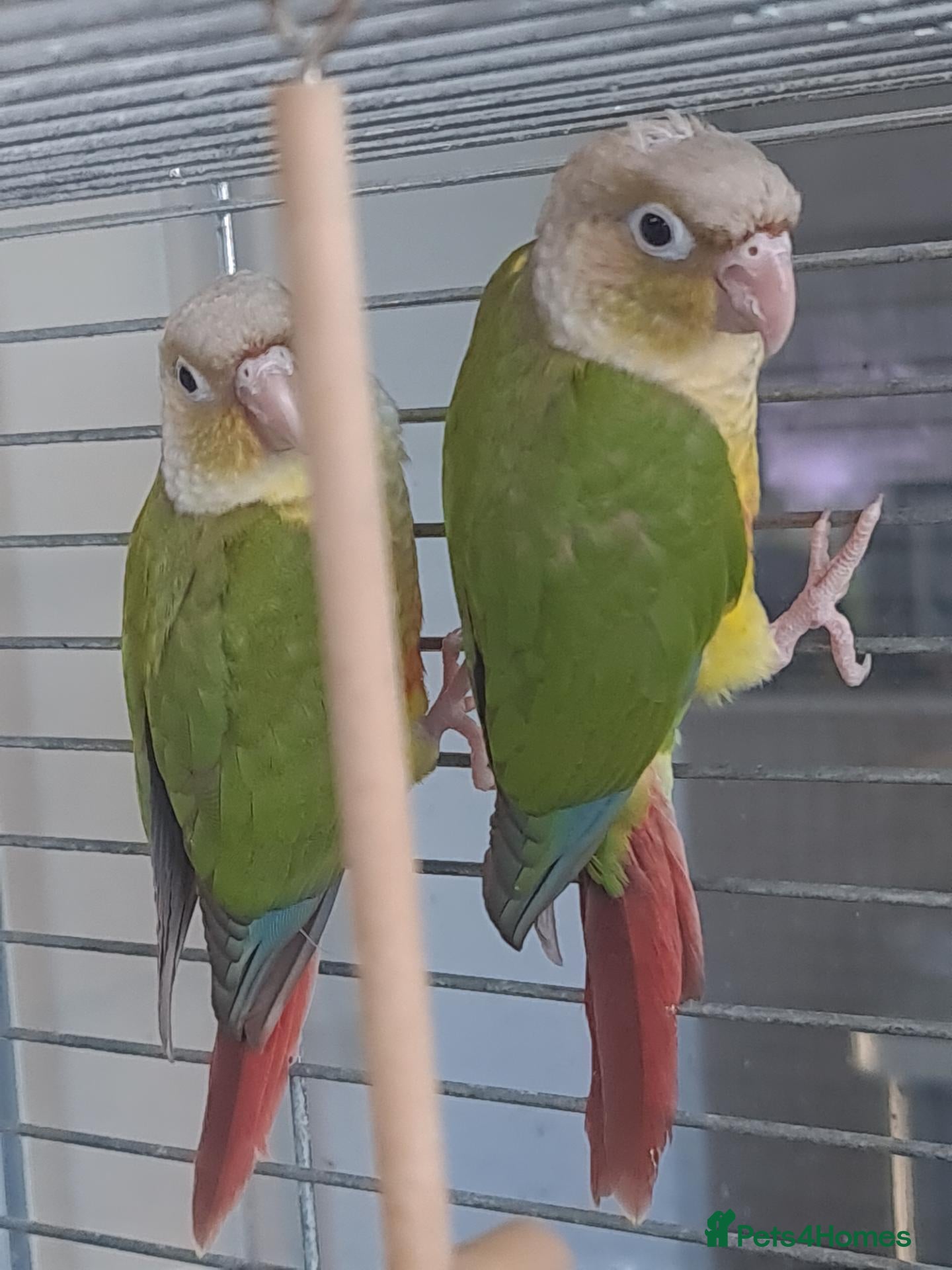 Conures birds 2 conures - Advert 1