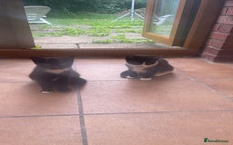 European cats for sale: 2 beautiful kittens - Image 1