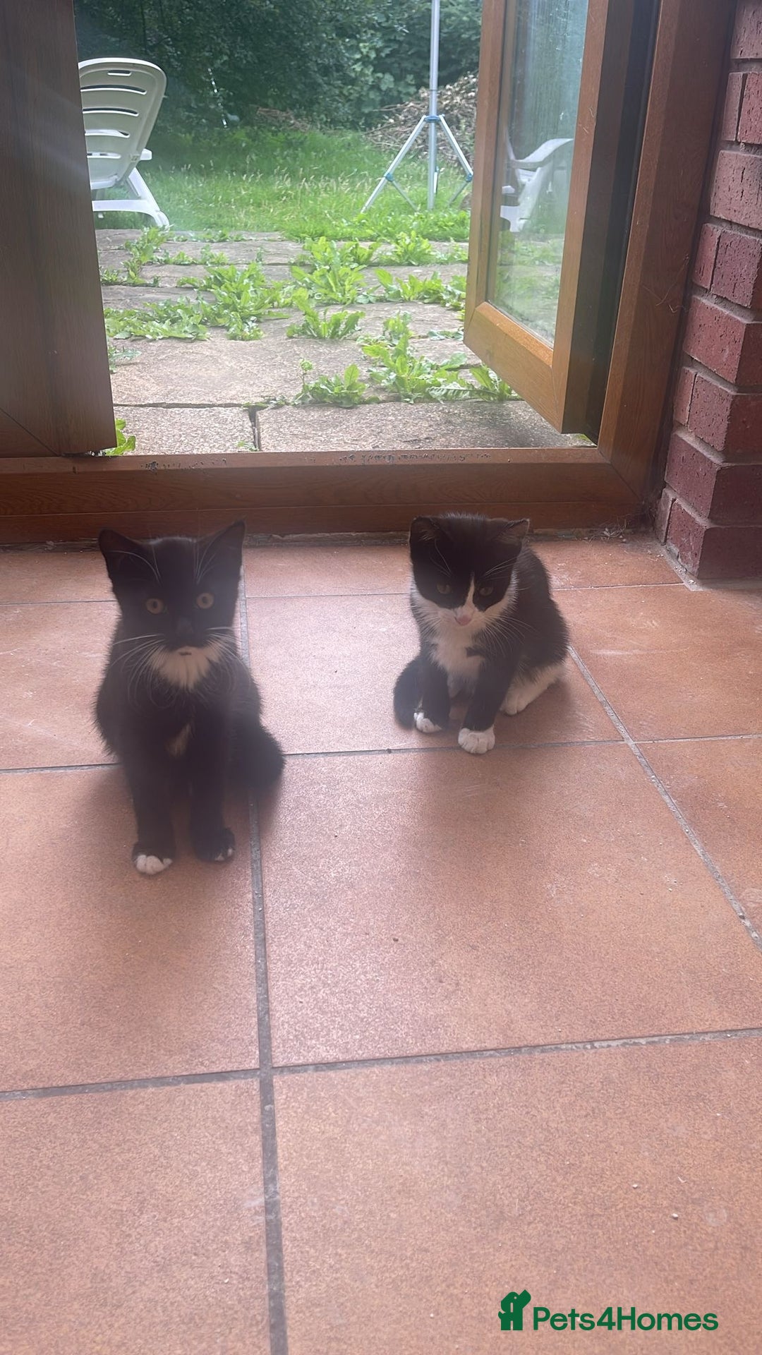 European cats for sale: 2 beautiful kittens - Image 1