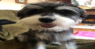 Miniature Schnauzer dogs in Portsmouth - Advert 6