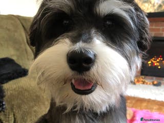 Miniature Schnauzer dogs Black and silver Miniature Schnauzer stud in Portsmouth - Advert 4