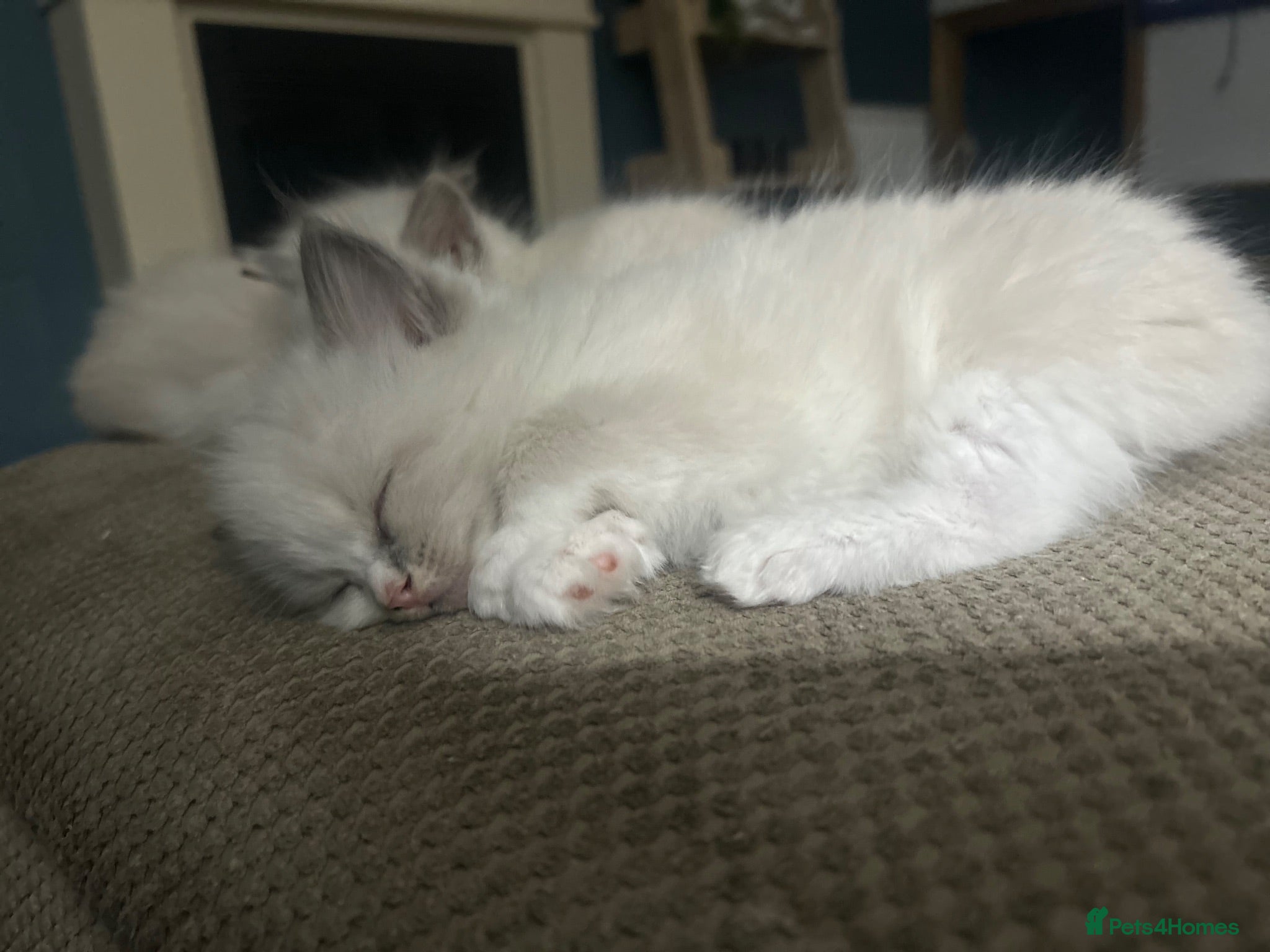 Ragdoll cats GCCF reg ragdolls - Advert 2