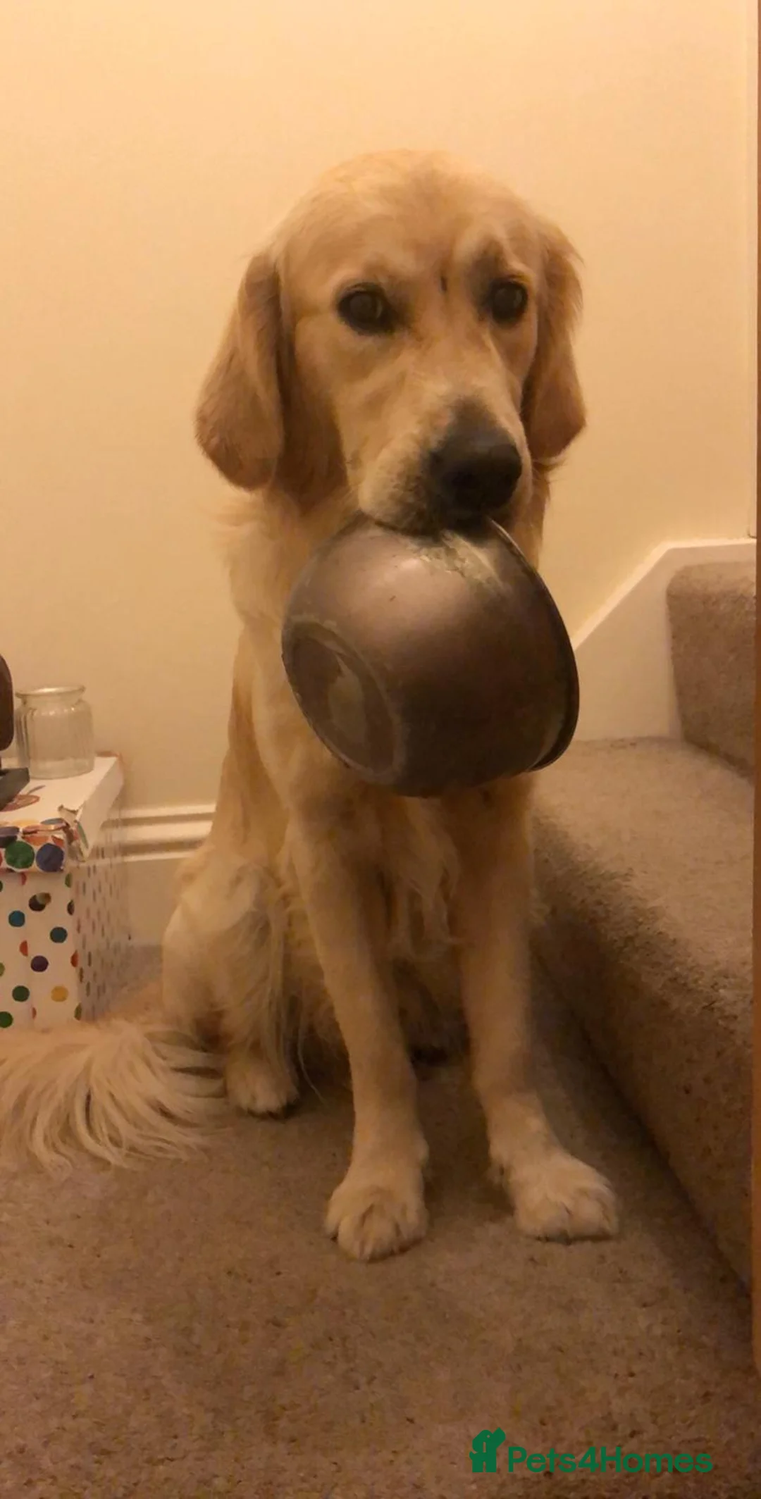 Golden Retriever dogs for stud: exceptional PROVEN dog available for stud  in Northwich - Advert 9