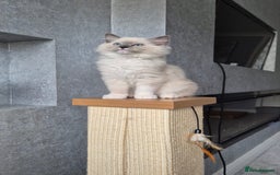 Ragdoll cats for sale: *READY TO GO* 1 beautiful girl ragdoll in Liversedge - Image 8