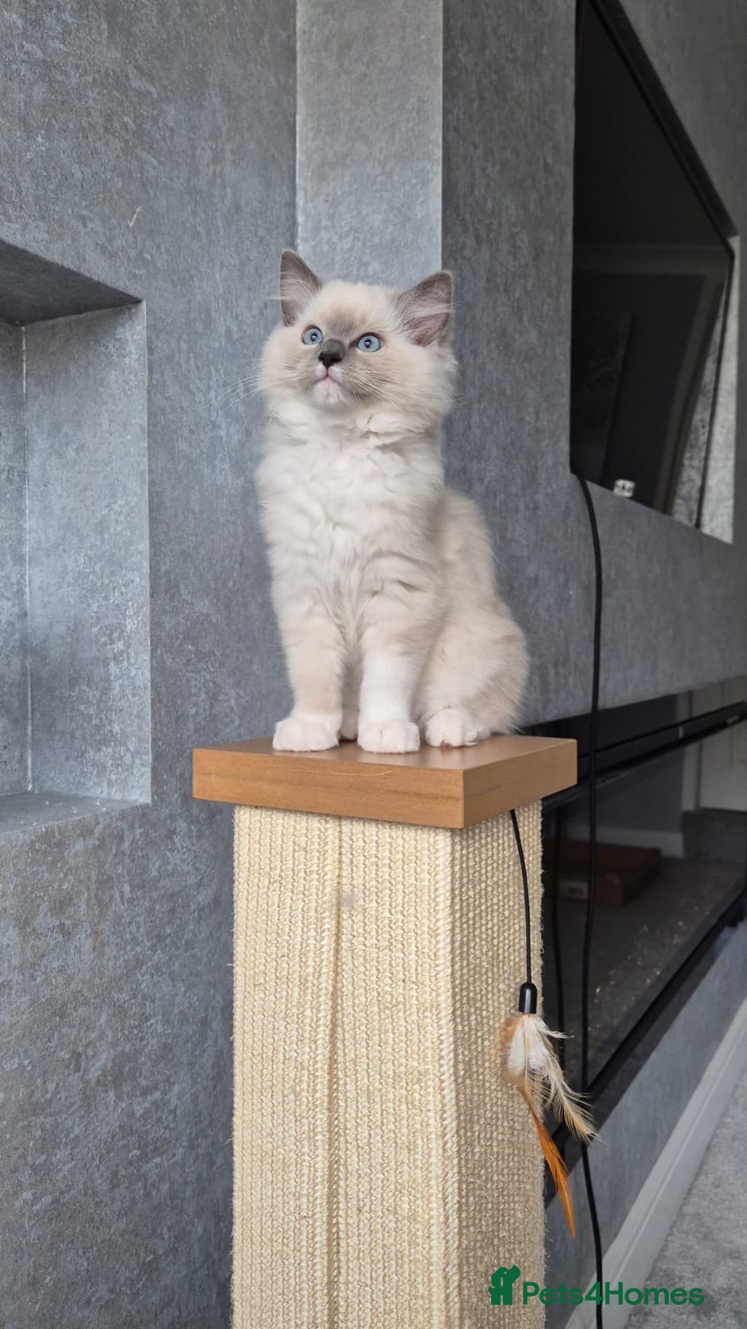 Ragdoll cats for sale: *READY TO GO* 1 beautiful girl ragdoll in Liversedge - Image 8