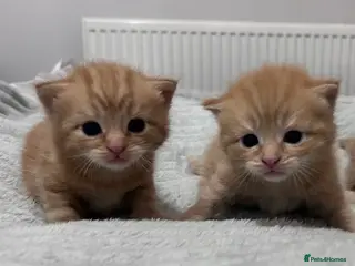 Mixed Breed cats Mixed breed kittens ginger and black - Advert 1