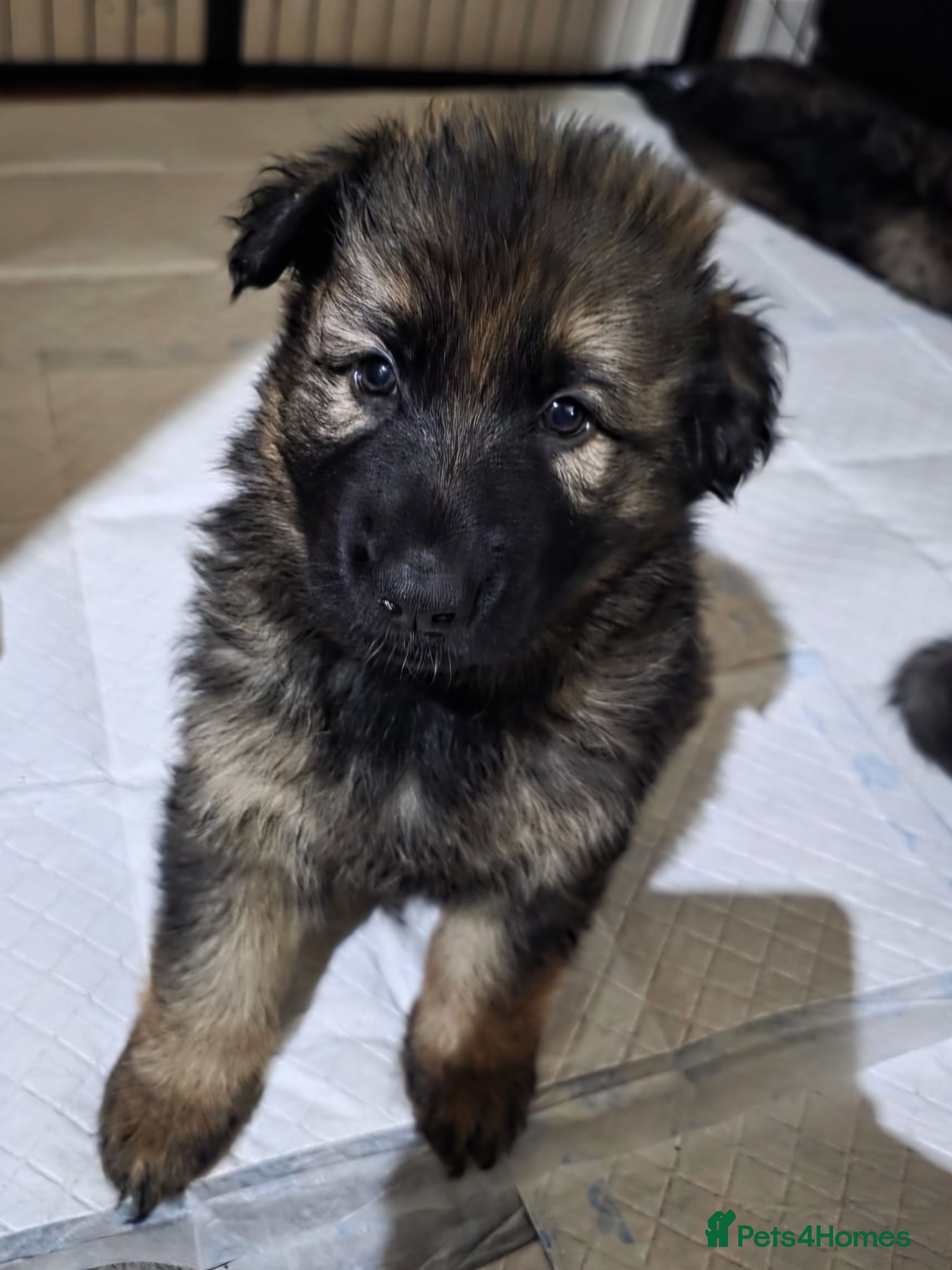 German Shepherd dogs 5 gorgeous german shepherd puppies for sale  - Advert 8