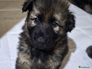 German Shepherd dogs 5 gorgeous german shepherd puppies for sale - Advert 8