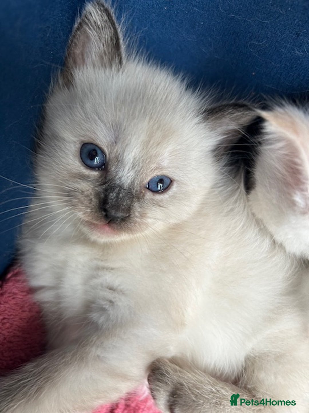 Ragdoll cats for sale: Flame lynx point Ragdoll x kitten Ready to leave - Image 25