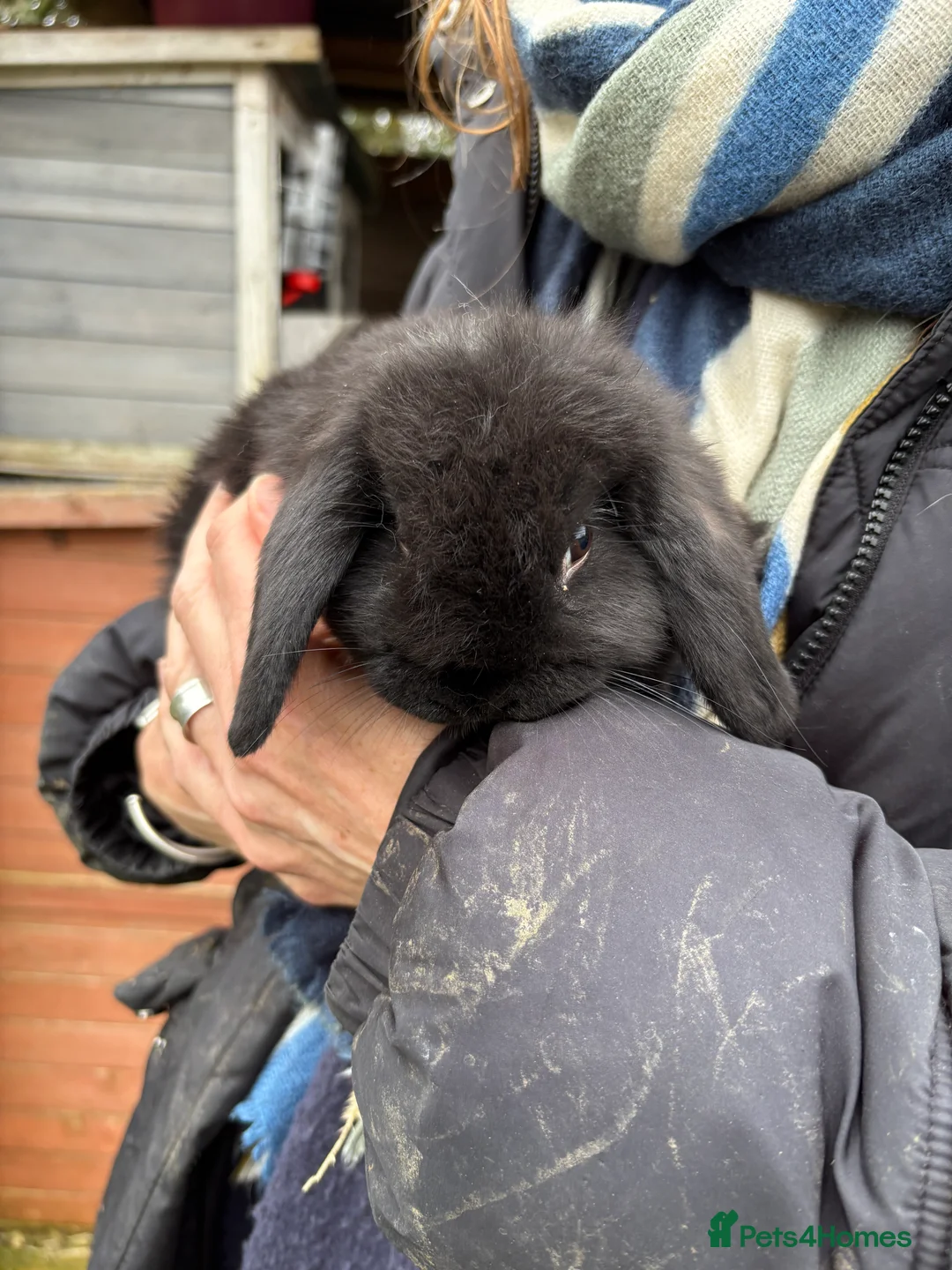 Mini Lop rabbits for sale: Mini Lops - Advert 2