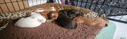 Cavapoo dogs for sale: 3 F1 Cavapoo’s health tested  - Advert 7