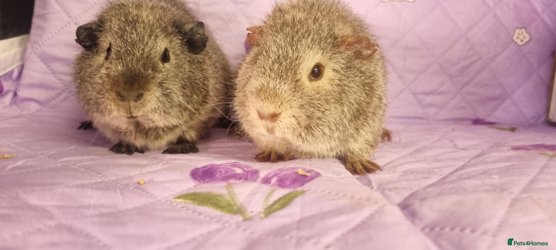 Guinea Pig rodents for sale: Beautiful Baby Guinea Pigs for sale  - Advert 3