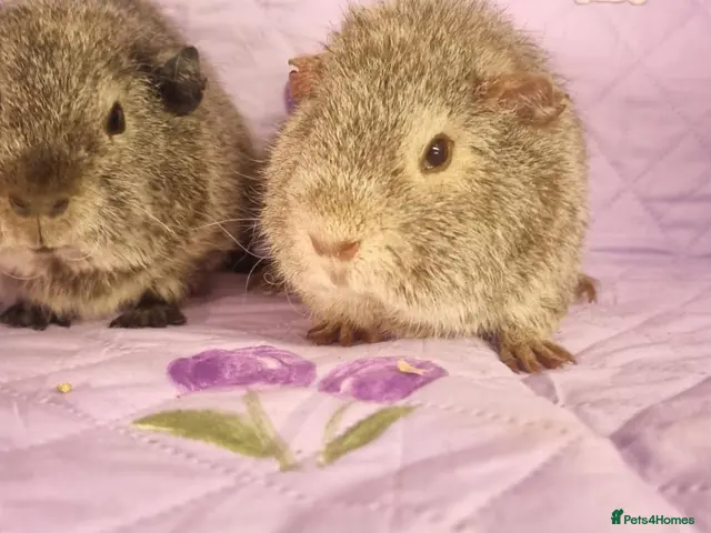 Guinea Pig rodents for sale: Beautiful Baby Guinea Pigs for sale - Advert 3