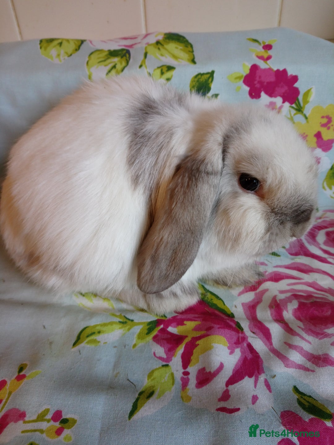 Mini Lop rabbits for sale: Pedigree Mini Lops - Advert 23
