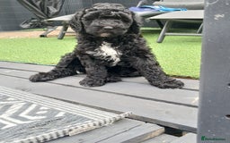 Sheepadoodle dogs for sale: F1b mini sheepadoodles  - Image 2