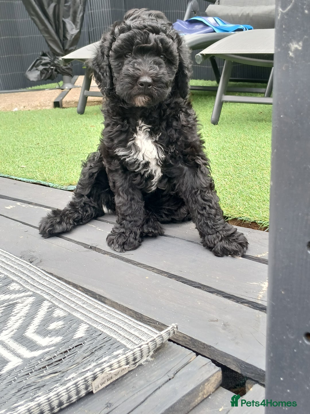 Sheepadoodle dogs for sale: F1b mini sheepadoodles  - Image 2