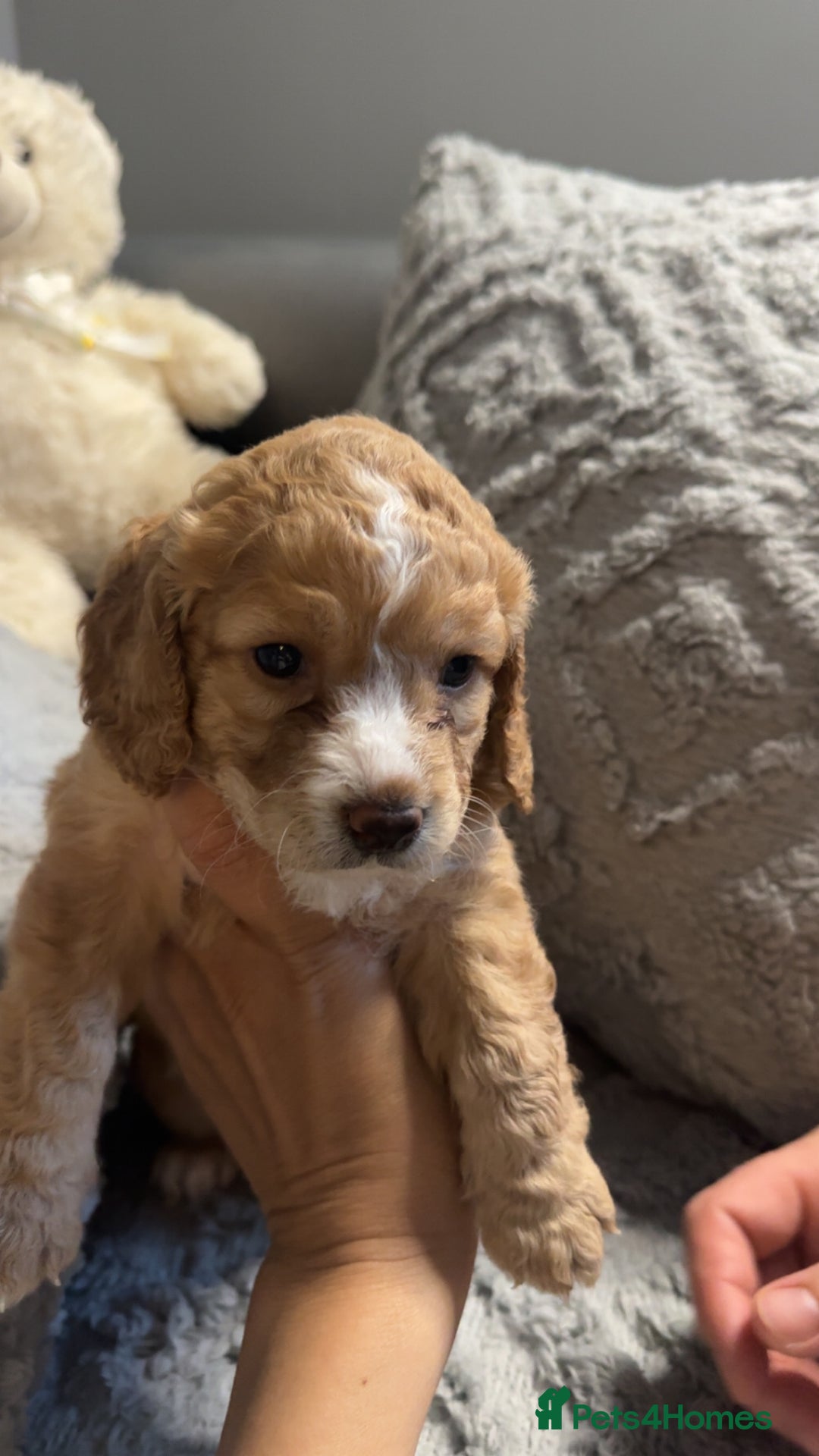 Cockapoo dogs for sale: Gorgeous f2 cockapoo pups  - Image 15