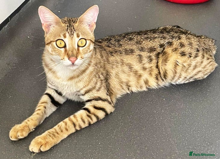 Savannah cats Sittingpretty Squealer F5 SBT Savannah female - Advert 1