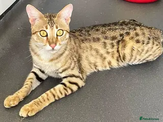 Savannah cats Sittingpretty Squealer F5 SBT Savannah female - Advert 1