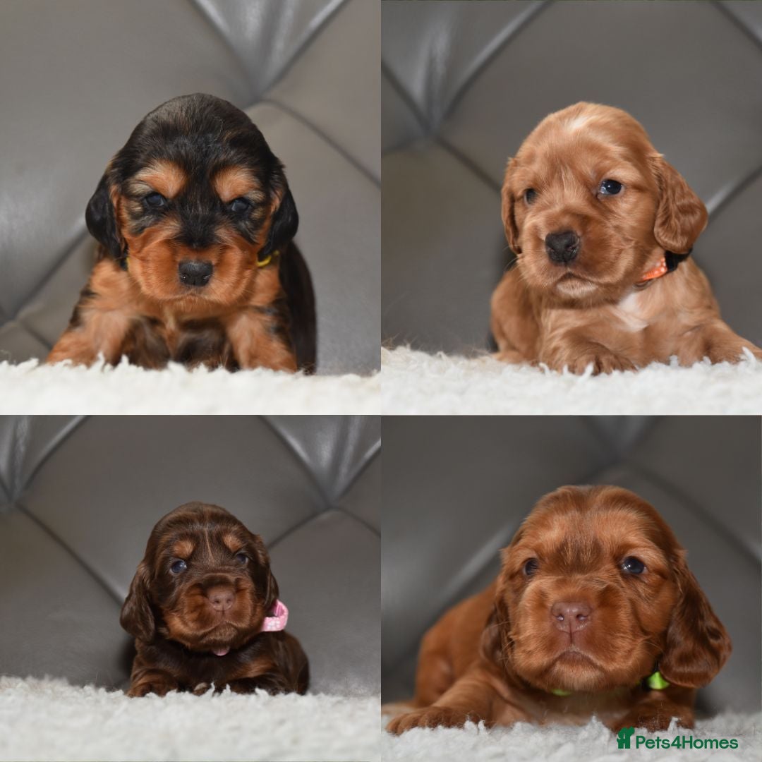 Cocker Spaniel dogs Kc Reg Show Type Cocker Spaniel  Health Tested - Advert 1