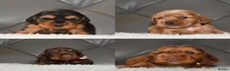 Cocker Spaniel dogs for sale: Kc Reg Show Type Cocker Spaniel  Health Tested - Advert 1