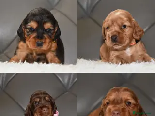 Cocker Spaniel dogs Kc Reg Show Type Cocker Spaniel Health Tested - Advert 1