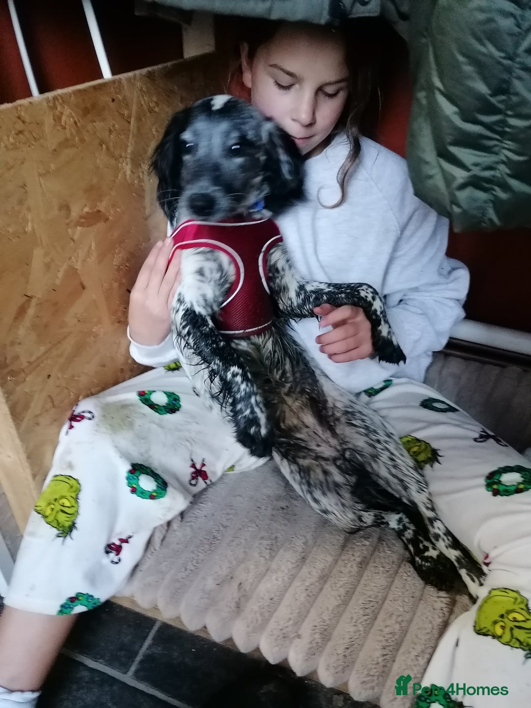 English Springer Spaniel dogs for adoption: 💖🐶 KATIE 🐶💖 - Advert 7