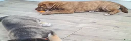 Mixed Breed dogs for sale: Husky x Staffy/Mastiff  - Advert 9