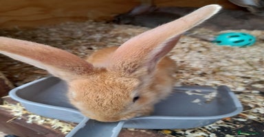 Continental Giant rabbits - Advert 5