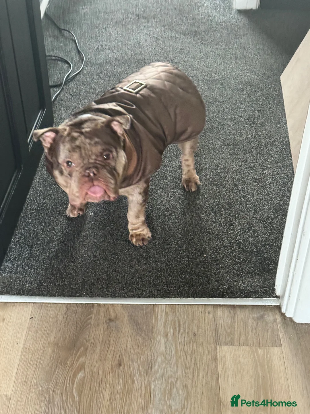 English Bulldog dogs for sale: Pocket bully  in Southampton - Advert 2