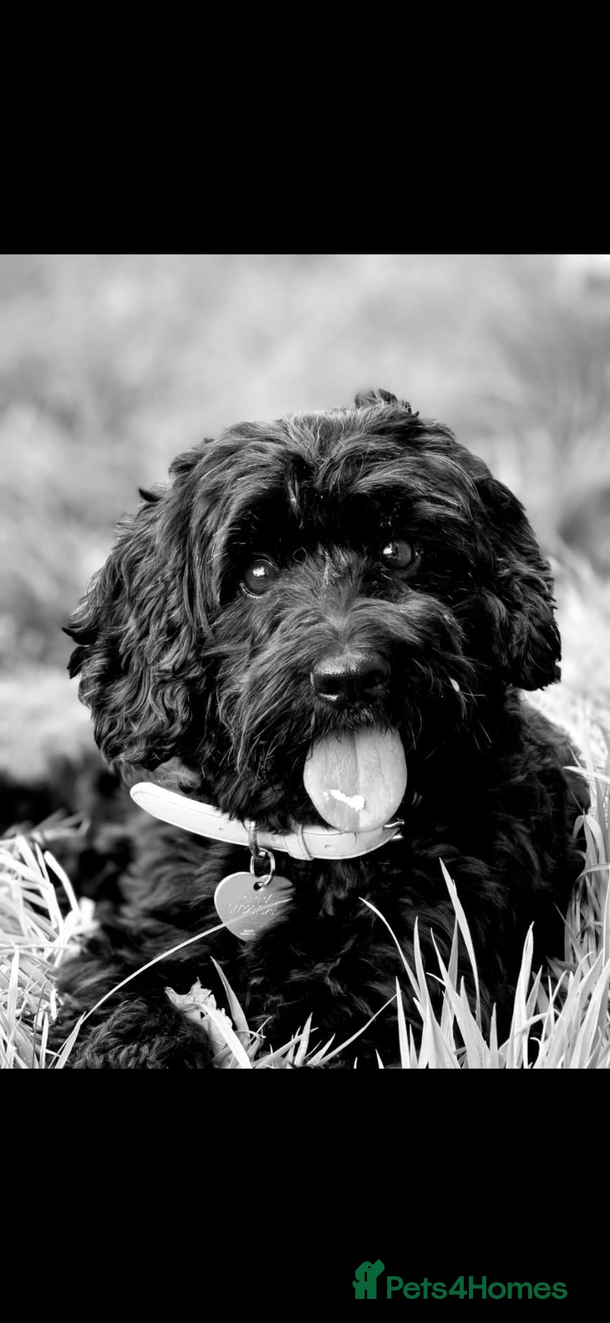 Cockapoo dogs 2 beautiful 3/4 poodle puppies  - Advert 1