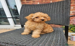 Cavapoo dogs for sale: F1b red cavapoo  - Image 20