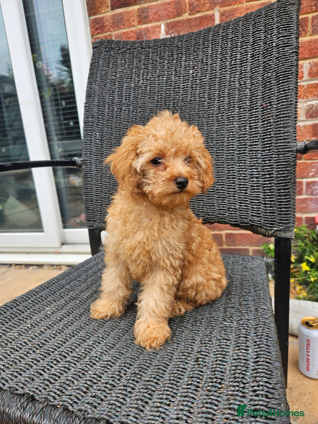 Cavapoo dogs for sale: F1b red cavapoo  - Image 20