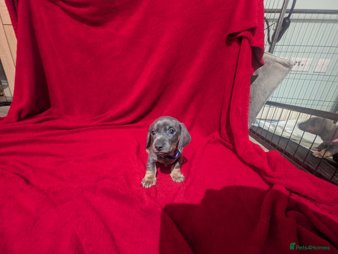 Miniature Dachshund dogs for sale: Miniature dashunds blue and tan - Advert 19