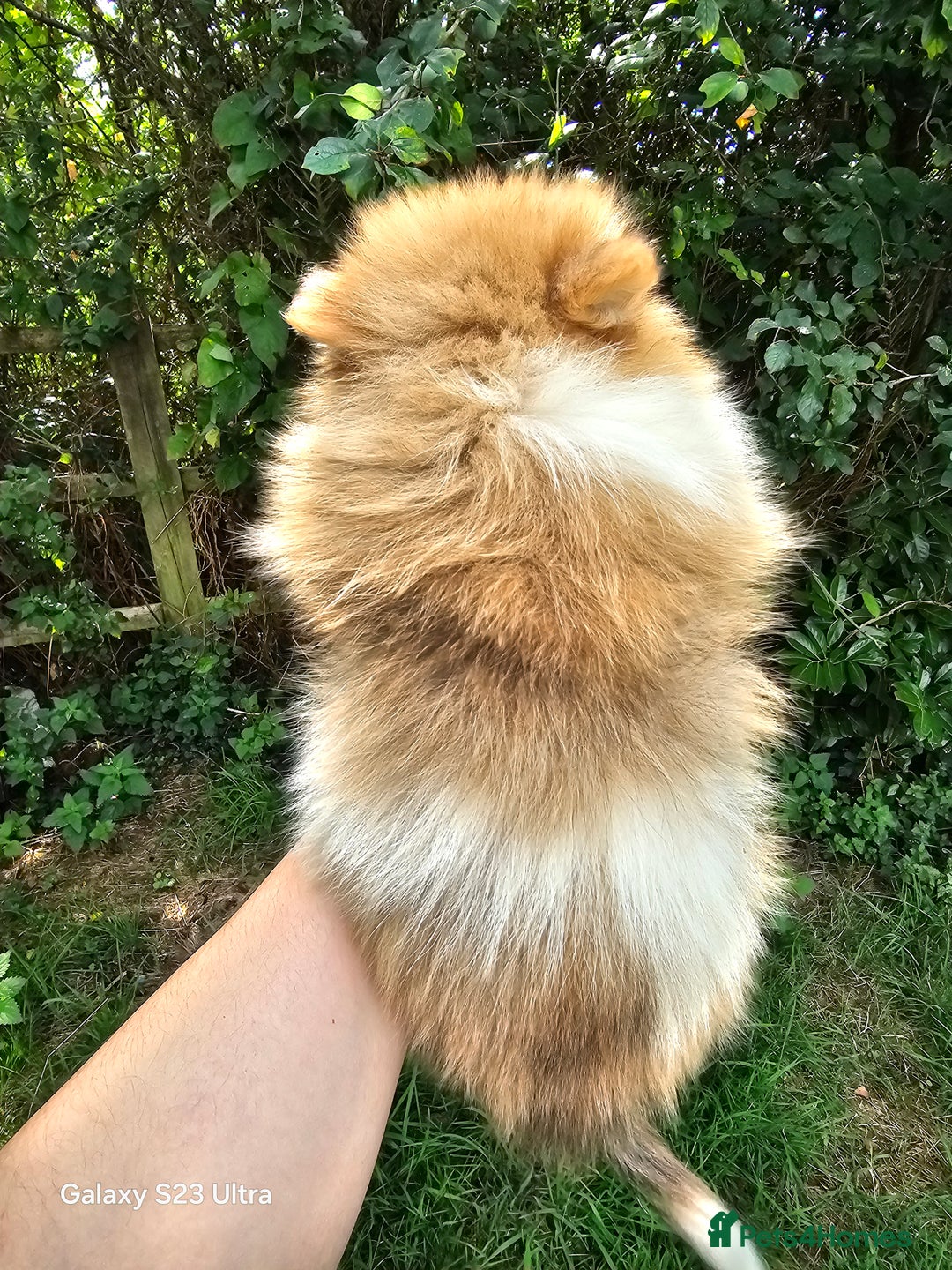Pomeranian dogs for sale: ONLY 1 PUPPY LEFT NOW! - Image 36
