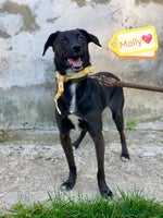 Mixed Breed dogs 🐶💖 MOLLY 💖🐶 - Advert 6