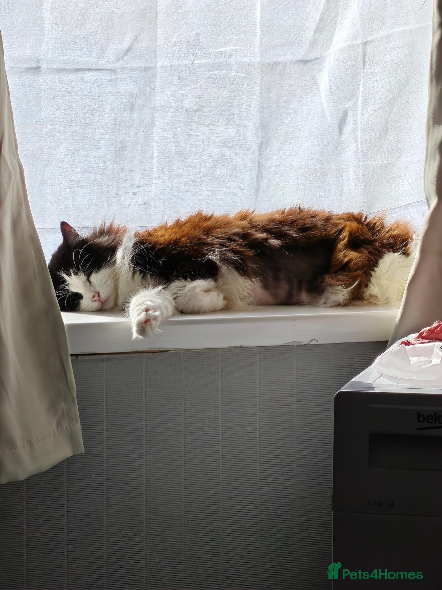 Mixed Breed cats Miss tizzy - Advert 2
